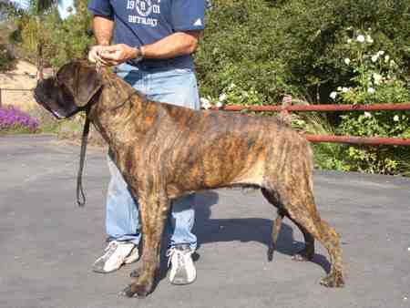 Mystery discount mountain mastiffs