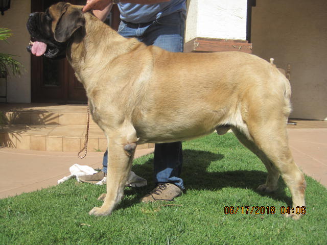 Mystery hot sale mountain mastiffs